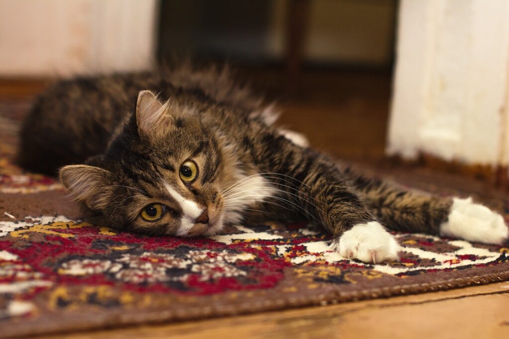 animal, carpet, cat-1844835.jpg